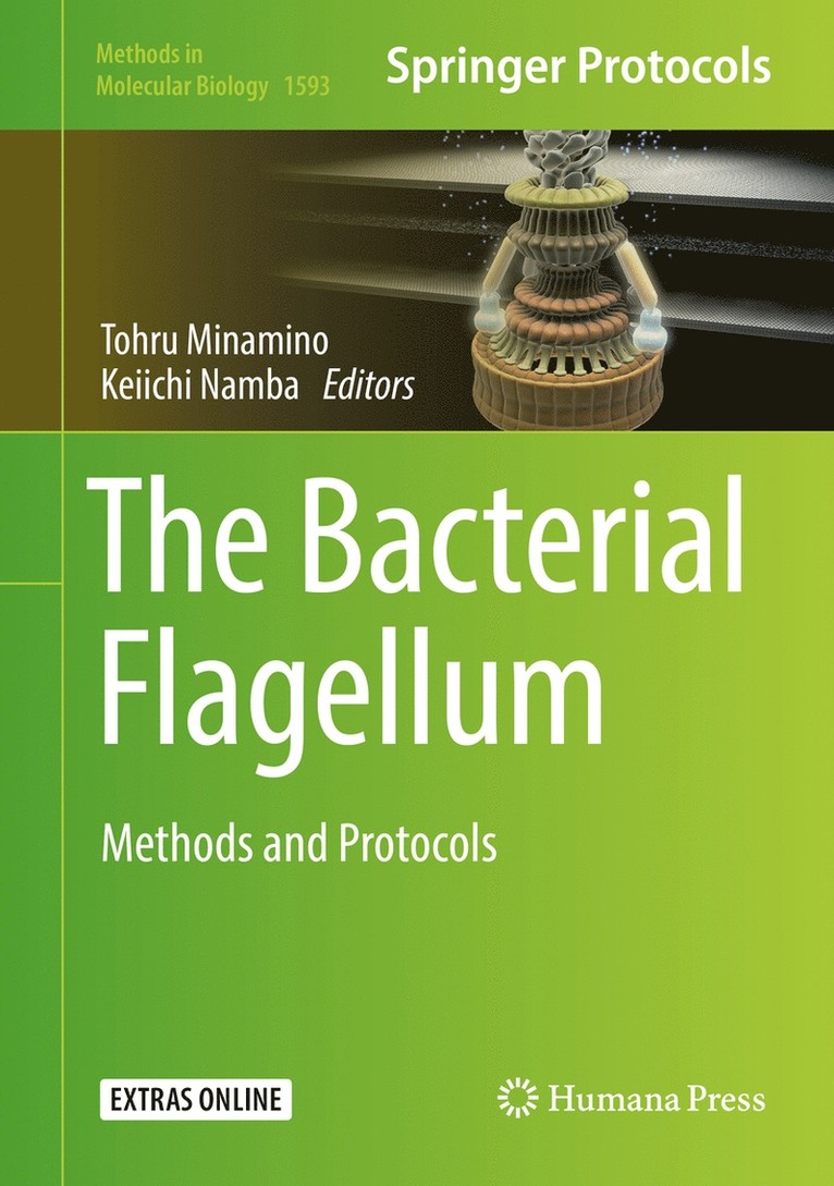 Bacterial Flagellum