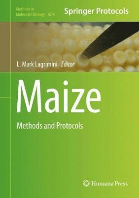 Maize 1