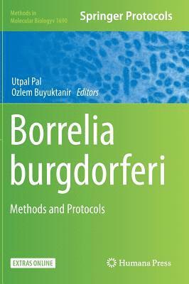 Borrelia burgdorferi 1