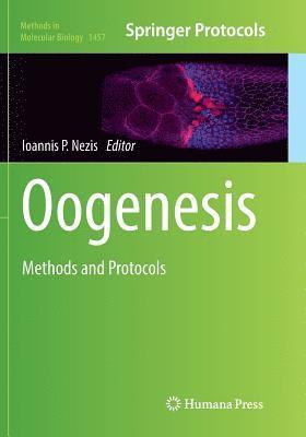 Oogenesis 1