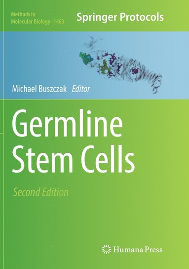 bokomslag Germline Stem Cells