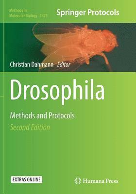 Drosophila 1