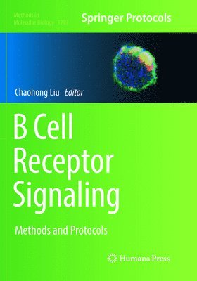 B Cell Receptor Signaling 1