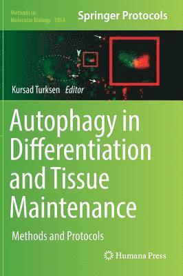 bokomslag Autophagy in Differentiation and Tissue Maintenance