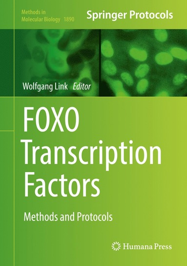 bokomslag FOXO Transcription Factors