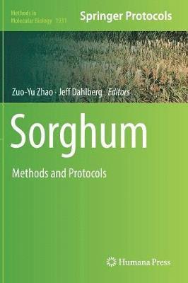 Sorghum