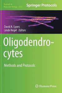 bokomslag Oligodendrocytes