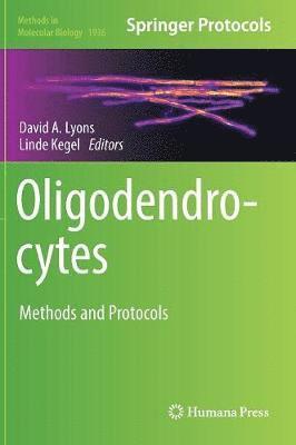 bokomslag Oligodendrocytes