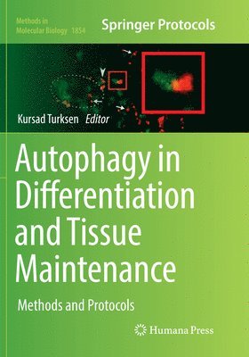 bokomslag Autophagy in Differentiation and Tissue Maintenance