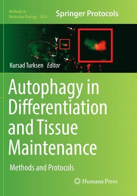 Autophagy in Differentiation and Tissue Maintenance 1
