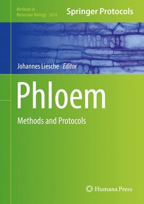 Phloem 1