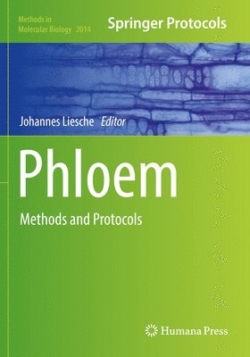 Phloem 1