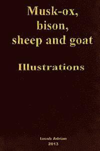 bokomslag Musk-ox, bison, sheep and goat Illustrations