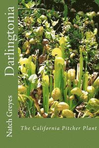 Darlingtonia 1