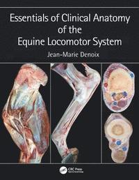bokomslag Essentials of Clinical Anatomy of the Equine Locomotor System