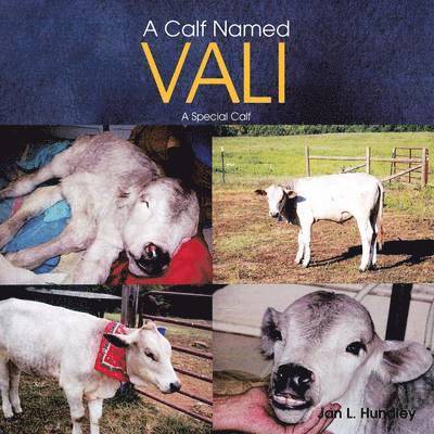 A Calf Named Vali 1