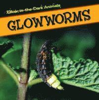 Kristen Rajczak Nelson - Glowworms, Häftad