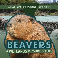 bokomslag Beavers: A Wetlands Keystone Species