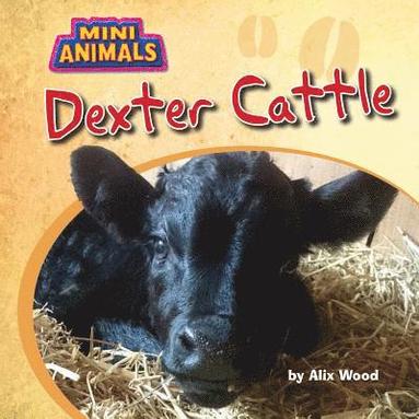 bokomslag Dexter Cattle