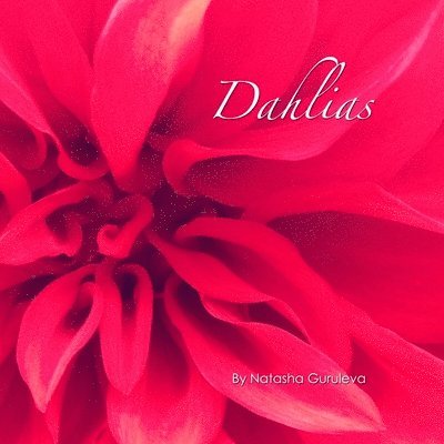 Dahlias 1