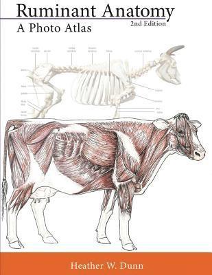 Ruminant Anatomy: A Photo Atlas 1