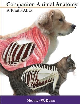 bokomslag Companion Animal Anatomy: A Photo Atlas