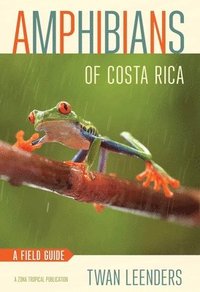 bokomslag Amphibians of Costa Rica