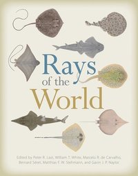 bokomslag Rays of the World