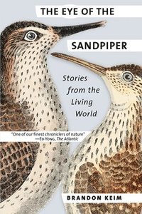 bokomslag The Eye of the Sandpiper