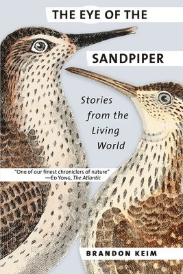 The Eye of the Sandpiper 1