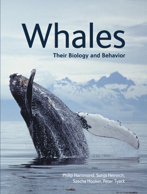 bokomslag Whales