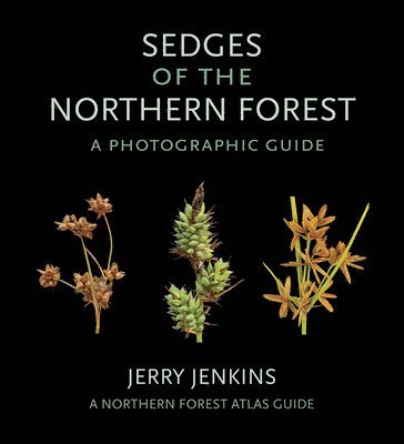 Sedges of the Northern Forest 1