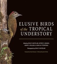 bokomslag Elusive Birds of the Tropical Understory