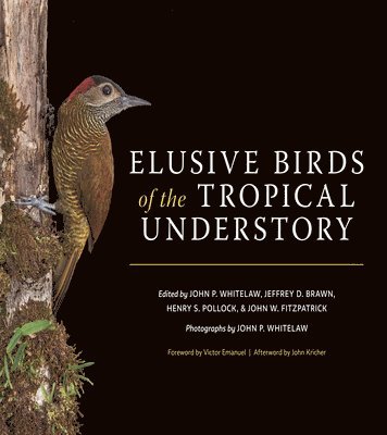 Elusive Birds of the Tropical Understory 1