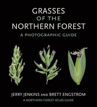 bokomslag Grasses of the Northern Forest