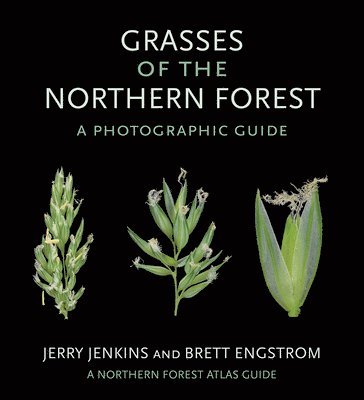 Grasses of the Northern Forest 1