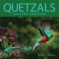 bokomslag Quetzals