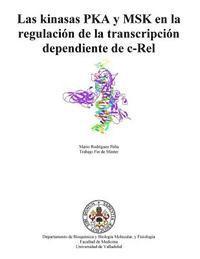 bokomslag Las kinasas PKA y MSK en la regulación de la transcripción dependiente de c-Rel