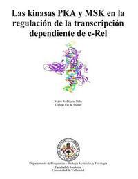 Mario Rodríguez Peña - Las kinasas PKA y MSK en la regulación de la transcripción dependiente de c-Rel, Häftad