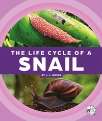 bokomslag The Life Cycle of a Snail