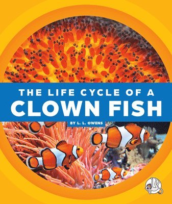 The Life Cycle of a Clown Fish 1