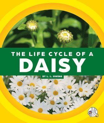 The Life Cycle of a Daisy 1