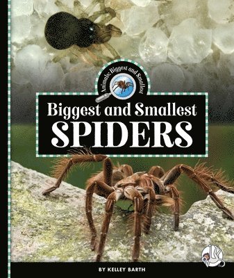 Biggest and Smallest Spiders