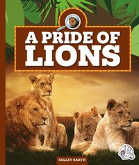 bokomslag A Pride of Lions