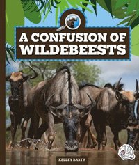 bokomslag A Confusion of Wildebeests