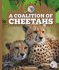 bokomslag A Coalition of Cheetahs