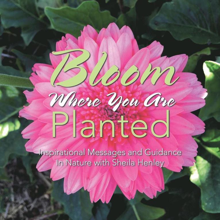 Bloom Where You Are Planted 1