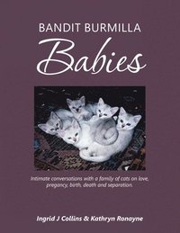 bokomslag Bandit Burmilla Babies