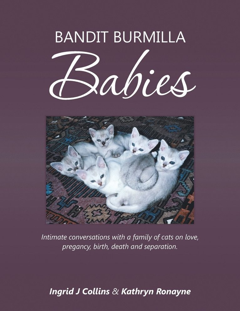 Bandit Burmilla Babies 1