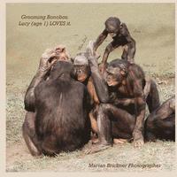 bokomslag Grooming bonobos: Lucy (age 1) LOVES it